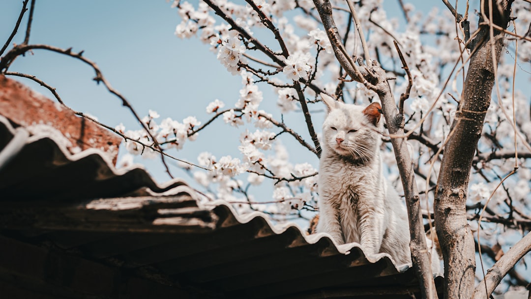 Photo Peach Blossom
